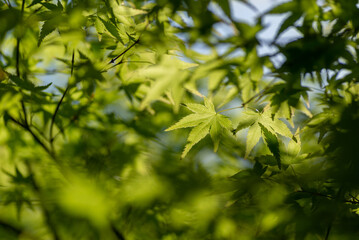 新緑の葉