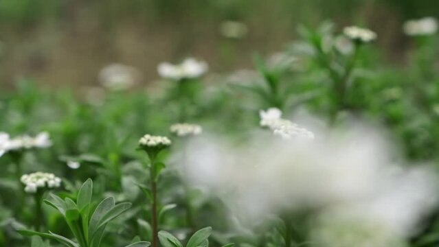 Beautiful white field flowers in the green grass. Slow motion slide back with tender wildflowers swaying by gentle wind in the meadow. Macro shot of spring flowers