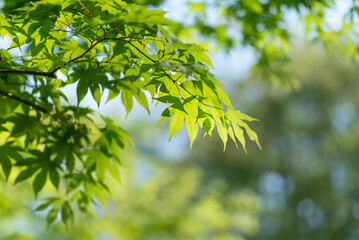 新緑の葉