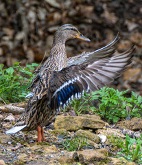 Fototapeta premium Mallard female with little ducklings in a living nature on the river on a sunny day. Breeding season in wild ducks. Mallard duck with a brood in a colorful spring place.