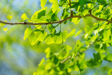 新緑の葉