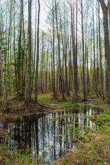 Spring swamp in a birch and aspen forest with dry grass and bumps in the water. Bumps and moss in a flooded forest swamp in early spring. Landscape of wild forest on a sunny day
