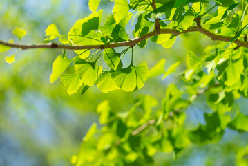 Naklejka premium 新緑の葉