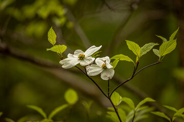 Dogwood Tree blossoms along the trail