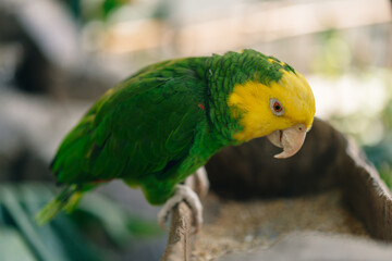 Yellow-green parrot near to the feeder