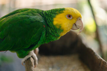 Yellow-green parrot near to the feeder