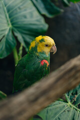 Yellow-green parrot near to the feeder