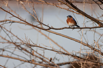 eastern bluebird on branch