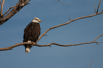 american bald eagle