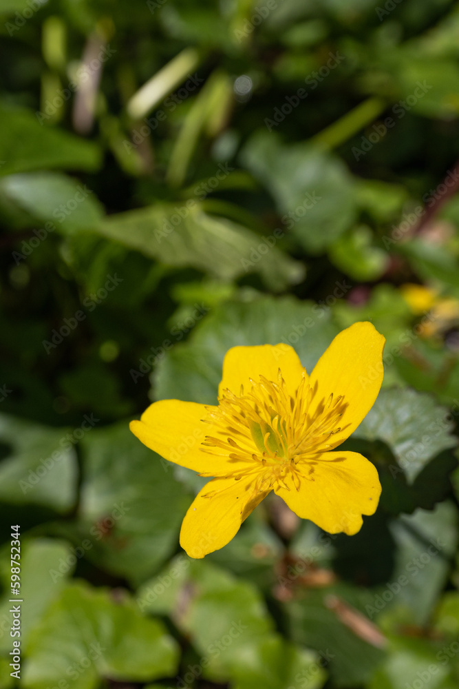 Sticker swamp flower, yellow flower outdoors.