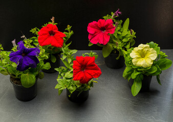 petunias in pots on a gray background isolated