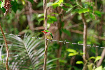 Endemic to the Dominican Republic. Todus subulatus bird. Caribbean region.