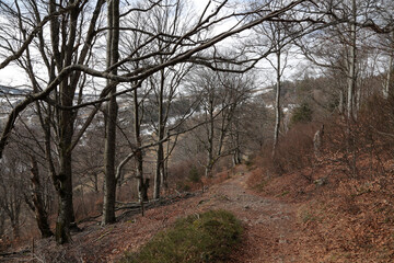 Buchenwald im Schwarzwald, Schauinsland bei Hofsgrund