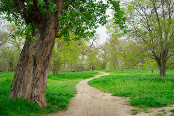 path leading to the forest thicket, spring forest