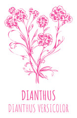Illustration of field carnation. Hand drawn botanical illustration of Dianthus campestris. Generative AI.