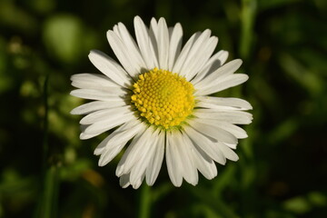 Daisy Closeup