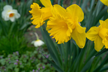 Daffodils Flowers Closeup, Yellow Narcissus, Early Spring Flowers with Selective Focus, Macro Photo Tulip Petals