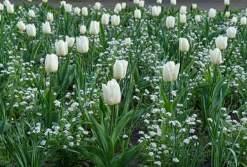 Obraz na płótnie Canvas White Tulips Outdoor, Spring Tulipa Flowers Flowerbed, Light Tulip Petals and Buds