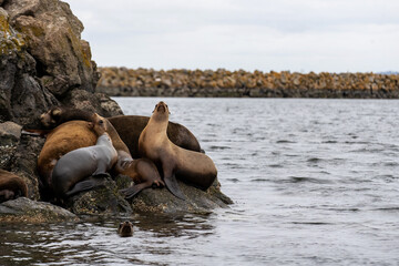 Wild seals on a pile of rocks near Seattle, Washington in the Puget Sound