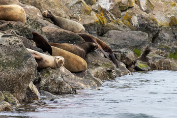 Wild seals on a pile of rocks near Seattle, Washington in the Puget Sound