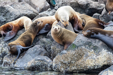 Wild seals on a pile of rocks near Seattle, Washington in the Puget Sound