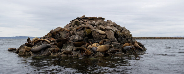 Wild seals on a pile of rocks near Seattle, Washington in the Puget Sound