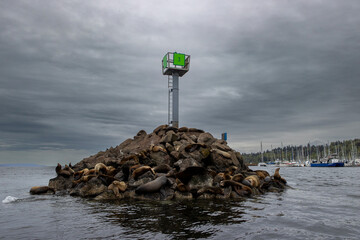 Wild seals on a pile of rocks near Seattle, Washington in the Puget Sound