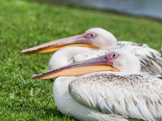 Two pelicans are resting on green grass. Big white birds. Summer sunlight.