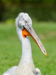 Close up portrait of Dalmatian pelican or Pelecanus crispus. Big white bird is standing on grass. Summer sunlight.