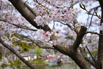 blossom in spring