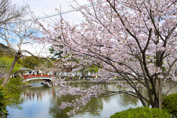 Obraz premium blossom in spring