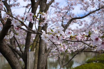 cherry tree blossom