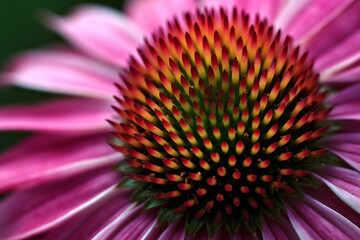 Macro of beautiful echinacea flower, pink petaled with celery green tips. AI generated content