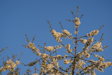 White cherry blossoms on a tree.