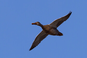 Female Northern Shoveler in beautiful light, seen in the wild in North California