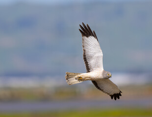 Close view of a male  hen harrier (Northern harrier)  flying, seen in the wild in North California