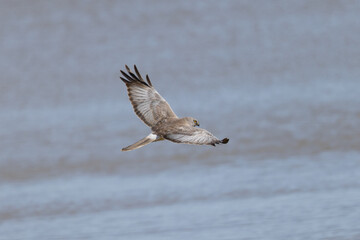 Close view of a male  hen harrier (Northern harrier)  flying, seen in the wild in North California