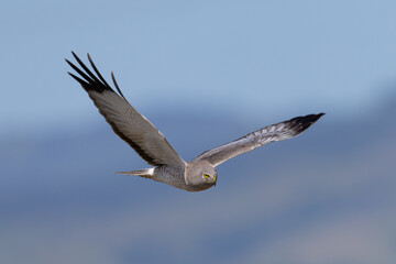 Close view of a male  hen harrier (Northern harrier)  flying, seen in the wild in North California
