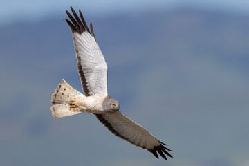 Close view of a male  hen harrier (Northern harrier)  flying, seen in the wild in North California