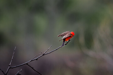 House Finch on a branch ready to take flight