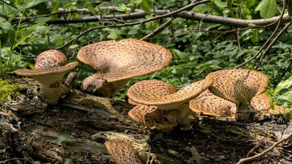 Żagwiak łuskowaty - grzyby na powalonym pniu © Aleksander