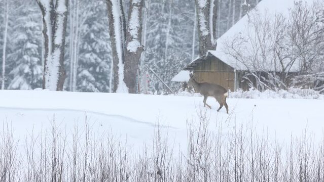 Roe deer walking near an old abandoned farm in rural Estonia, Northern Europe