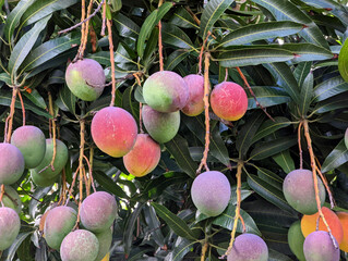 Sun-Kissed Hayden Mangoes on Oahu