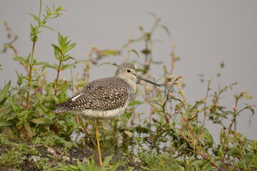 Greater Yellowlegs on the edge of a pond