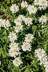 Choisya ternata (Mexican orange blossom)