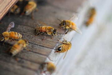 ミツバチか飛び立つ養蜂場の巣箱