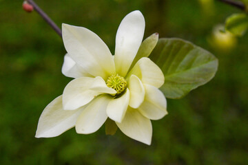 Magnolia, Gold Star