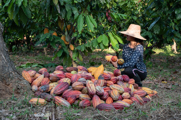 Woman harvesting cocoa on a plantation
 - obrazy, fototapety, plakaty
