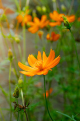 Beautiful yellow chrysanthemum flower in the garden, nature background.