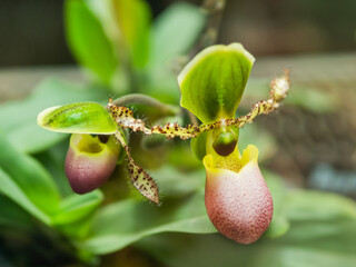 Close up photo of blooming Paphiopedilum Pinocchio. Beautiful orchid with green and red petals,...